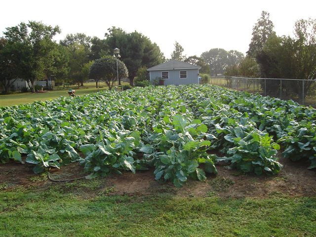 How to Grow Southern Collards: The Best Soil, Sunlight & Pest Tips That Actually Work